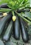 Zucchini